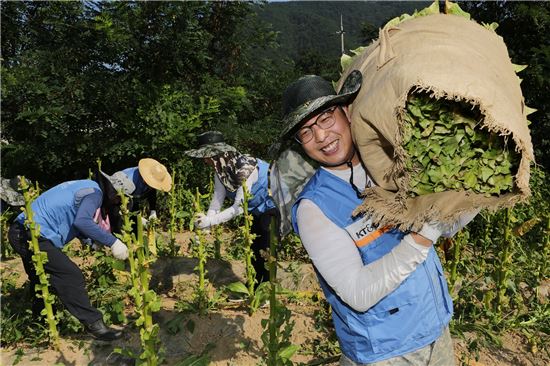 KT&G, 폭염속 농가 일손 돕기 위한 '잎담배 수확 봉사' 실시