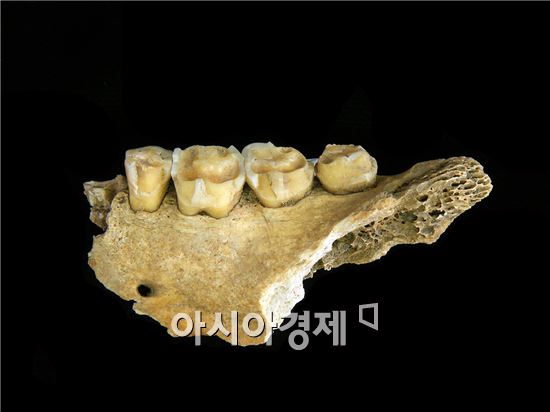 정선 매둔동굴서 선사시대 유물 무더기 출토