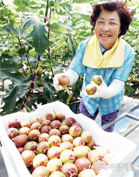 해남군 지면 군곡리 김미선씨 농가 시설 하우스에서 무화과를 수확하고 있다. 