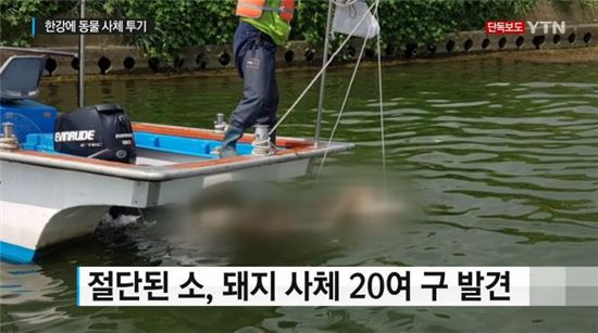 한강에 절단된 동물 사체 수십구 유기 / 사진=YTN 방송화면 캡처 