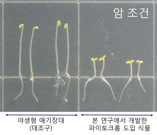 전남대 김정일 교수팀, “빛 없이도 기능하는 새 광수용체 발견” 