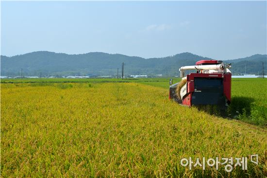 지난 17일부터 생태도시 담양의 명품 농산물인 ‘대숲맑은 조기 햅쌀’ 수확이 본격적으로 시작됐다. 사진=담양군