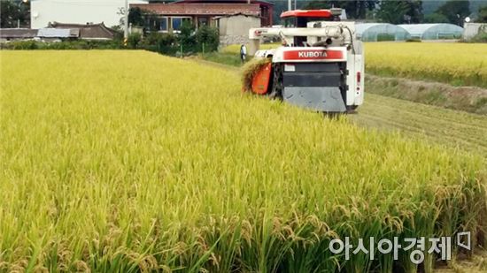 [포토]함평군 올해 첫 벼 수확