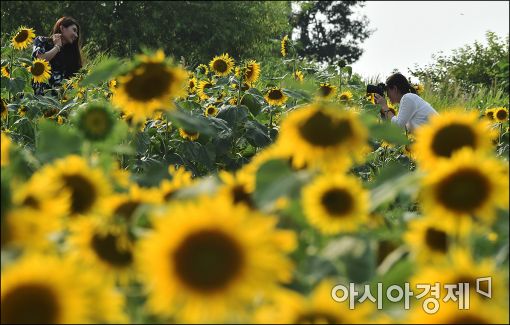 [포토]'여름속 가을찍기'