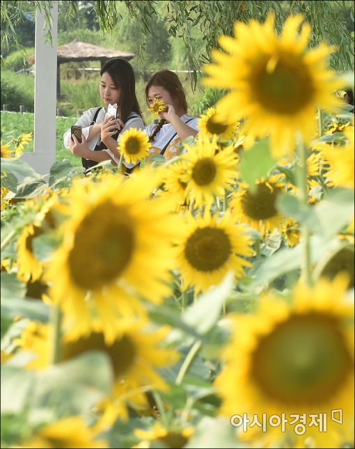 [포토]'폭염속 가을찍기'