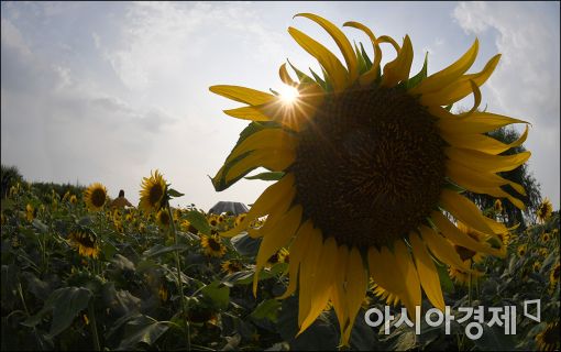 [포토]'가을이 오는 풍경'