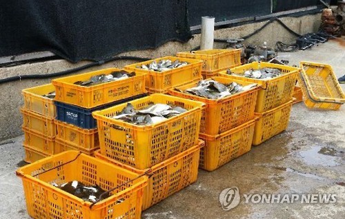'어폐류 폐사' 중국발 저염분수, 제주·남해로 확산 '비상'