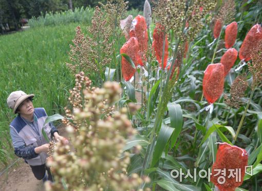 [포토]가을 수수가 익어간다