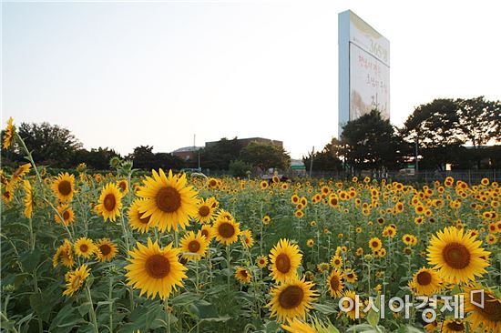 장성군 북이면 백양사역 주변 2,586㎡규모에 조성된 해바라기가 만개한 모습. 사진=장성군