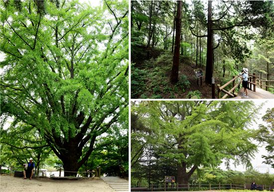 월미공원에는 인천 상륙작전 당시 포격에서 살아남은 평화의 나무 7그루가 있다. 수령이 최소 70년에서 240년 이상 된 나무들이다. 
