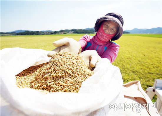 해남군 해남읍 내사리 김광수씨(59세) 농가에서 올해 첫 벼 수확을 하고 있다. 