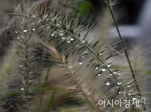 [포토]가을을 불러온 빗방울 