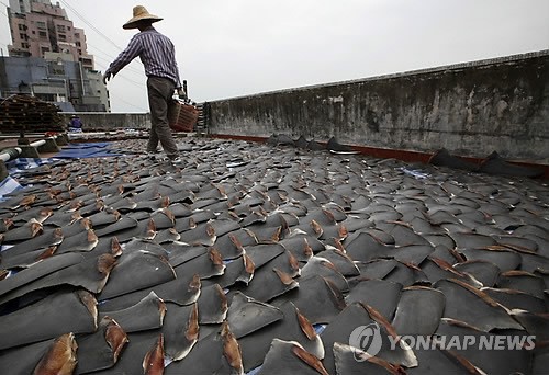 홍콩의 한 공장 옥상에서 상어 지느러미를 말리고 있다. (AP=연합뉴스)