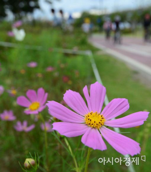 [포토]폭염을 이겨낸 고마운 코스모스 
