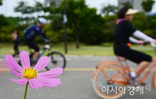 [포토]폭염을 이겨낸 반가운 코스모스 