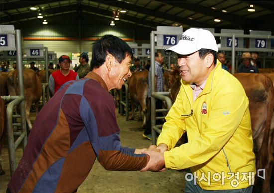 보성군, 추석명절 앞두고 가축시장 한우경매‘활기’