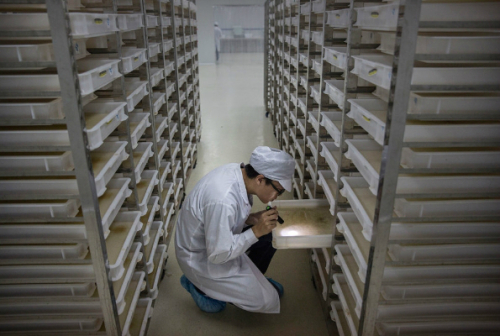 중국 모기 공장 화제, 월바키아 세균 감염된 수컷 모기 매주 150만 마리 방출