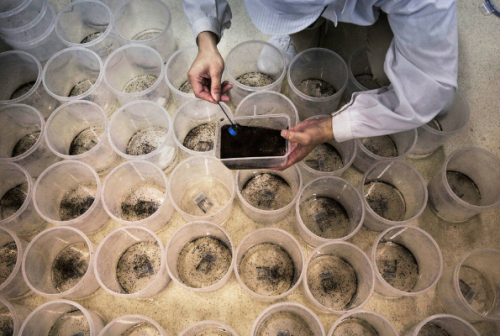 중국 모기 공장 화제, 월바키아 세균 감염된 수컷 모기 매주 150만 마리 방출