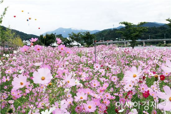 가을의 문턱, 곡성에서 코스모스 향연 즐기세요