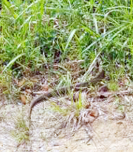 장흥군, 멸종위기 먹구렁이 천관산에 방사