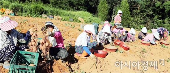 영암 황토에서 자란 명품 황토 고구마 “인기 상한가”