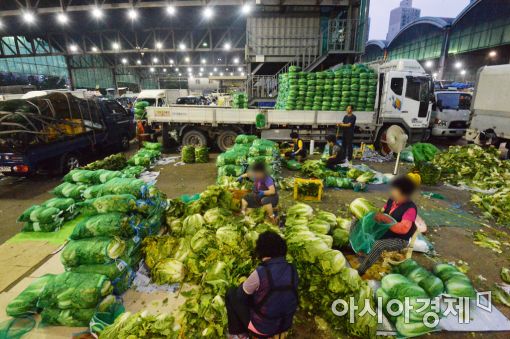 배춧값 안정세 접어드나…준고랭지 2기작 본격 출하