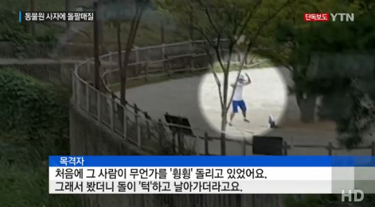 서울대공원서 사자에 돌팔매질한 중년男…공원 측 “수사 의뢰 검토”