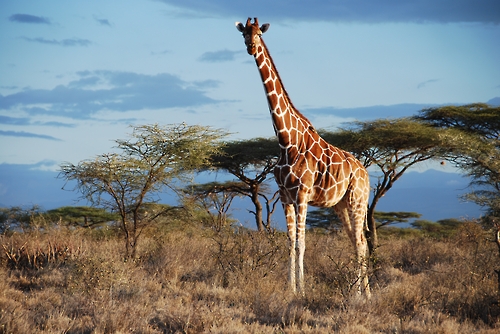 케냐에 사는 기린의 모습. [Julian Fennessy 제공=연합뉴스]

