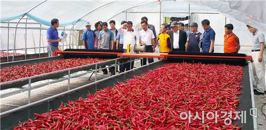 곡성군,‘고추 터널재배’로 고소득 창출하세요