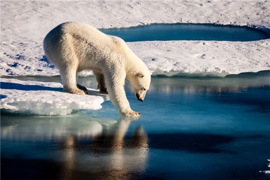 ▲북극곰이 해빙에 올라서기 전에 잘 얼었는지를 확인하고 있다.[사진제공=Mario Hoppmann]