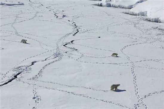 ▲세 마리의 북극곰이 해빙 위를 걷고 있다.[사진제공=Kristin Laidre/University of Washington]