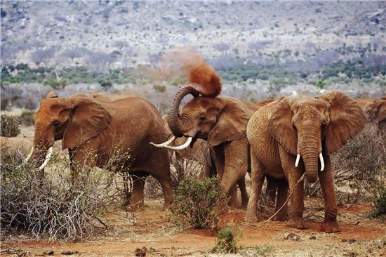 케냐 국립공원 관광객, 코끼리에 밟혀 사망