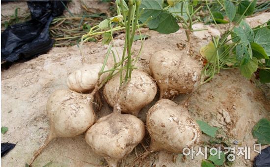 곡성군 건강 식재료 '히카마' 시범 재배 성공