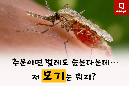 [카드뉴스]추분이면 벌레도 숨는다는데…저 모기는 뭐지?