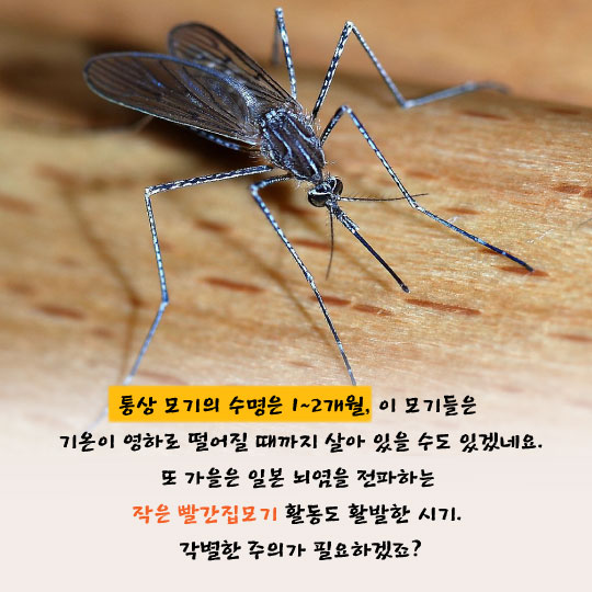 [카드뉴스]추분이면 벌레도 숨는다는데…저 모기는 뭐지?