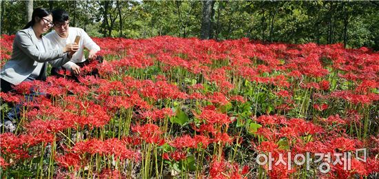 ‘붉은 융단으로 뒤덮인 듯’ 함평 용천사 꽃무릇 절정