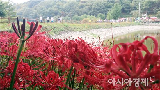 ‘붉은 융단으로 뒤덮인 듯’ 함평 용천사 꽃무릇 절정
