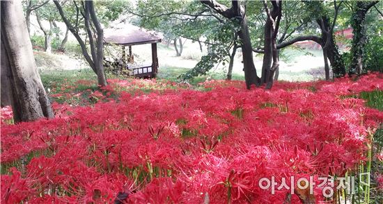 ‘붉은 융단으로 뒤덮인 듯’ 함평 용천사 꽃무릇 절정