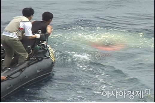 2001년 6월, 물속으로 가라앉는 청상어 시제를 향해 급히 몸을 뻗는 잠수대원의 모습.