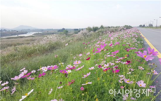 영산강변, 코스모스 향기로 물들어…