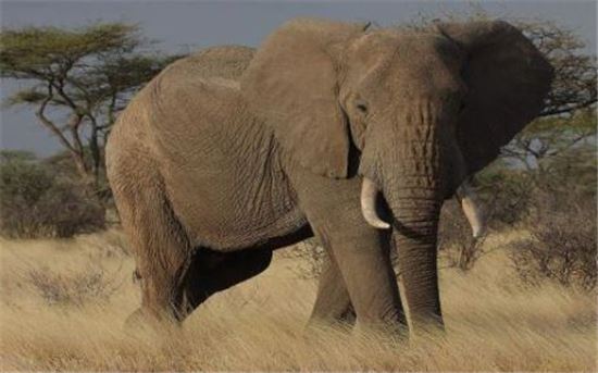 "아프리카 코끼리 10년간 20% 감소"…원인은 '밀렵'