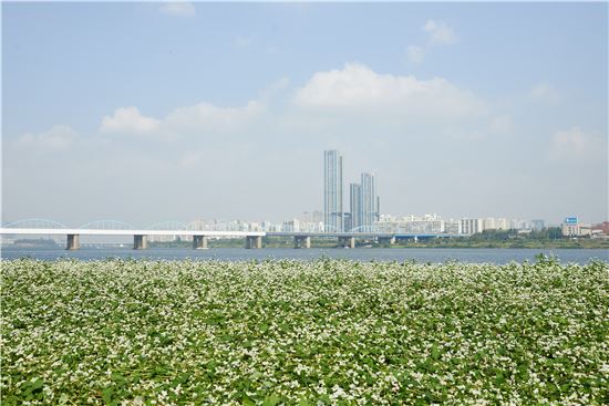 한강 서래섬에서 만나는 '시월의 메밀 크리스마스'