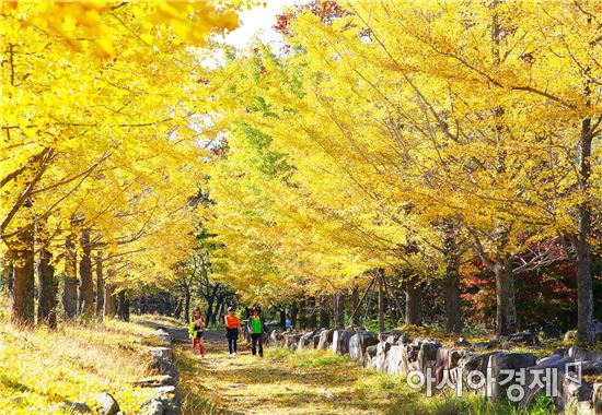 ‘숲 속의 전남' 10월의 나무에 은행나무 선정