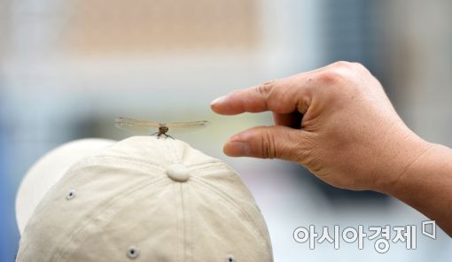 [포토]가을 잠자리