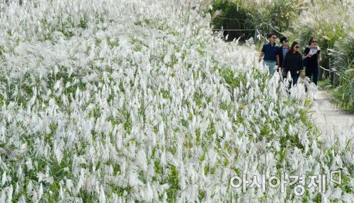 [포토]'억새 나들이'