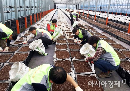 전북농협, 주말 이용 대대적인 일손돕기 실시
