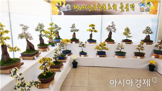 완도군, ‘청정완도 가을빛여행’ 국화전시회 개최