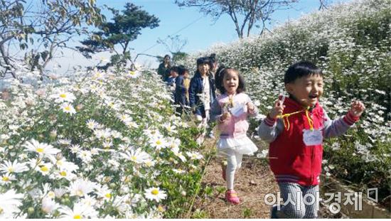 가을정취 물씬, 곡성 충의공원 구절초 만개