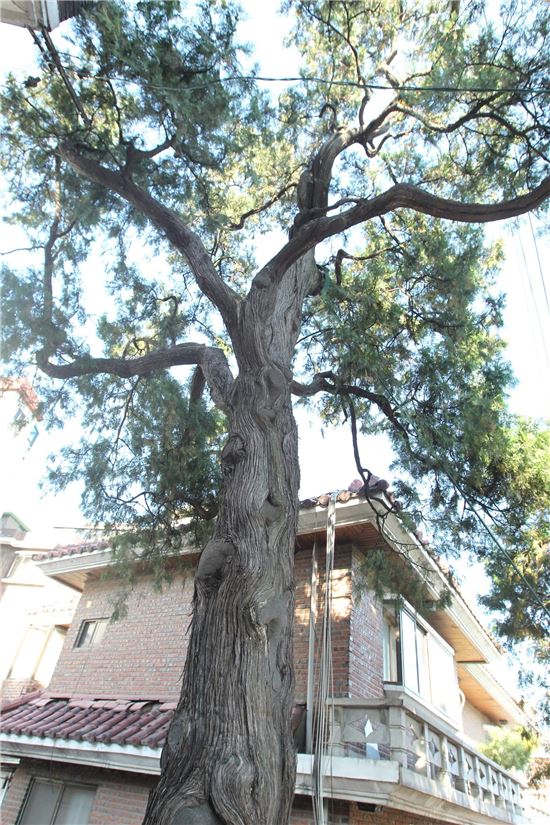가리봉동 측백나무 