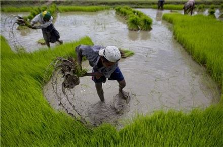 [쌀값 폭락, 밥심 대란]남아도는 묵은 쌀…힘들게 농사 지어 가축사료로 